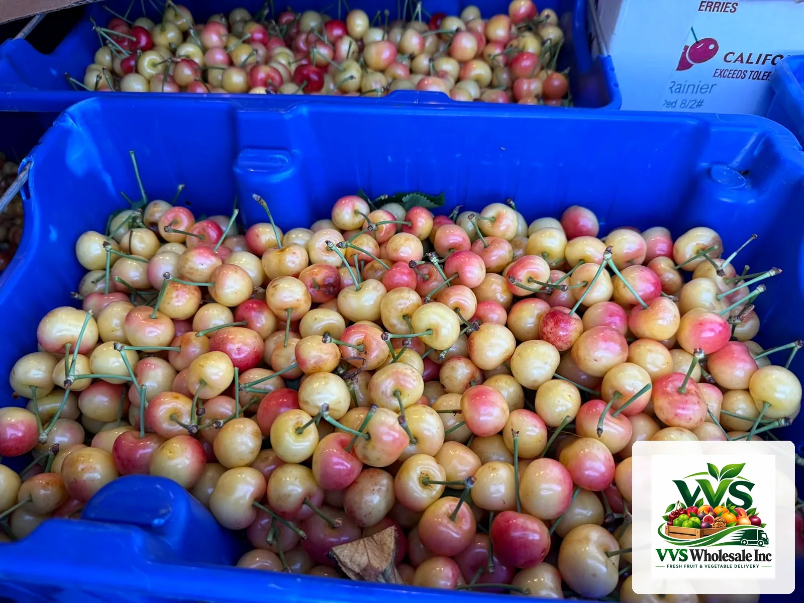 Rainier cherries